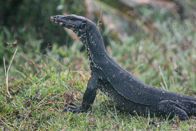 Water Monitor - Varanus salvator ssp.