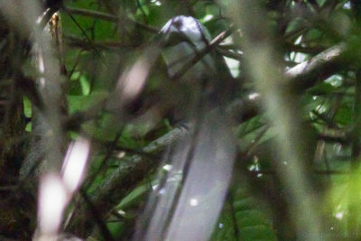 Sumatran Laughinghrush - Garrulax bicolor 