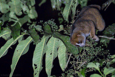 Sunda Slow Loris - Nycticebus coucang