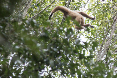 Sumatran White-handed Gibbon - Hylobates lar vestitus