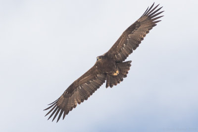 Steppe eagle (Aquila nipalensis)