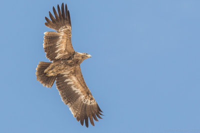 Steppe eagle (Aquila nipalensis)