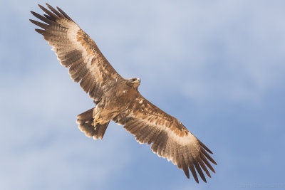 Steppe eagle (Aquila nipalensis)