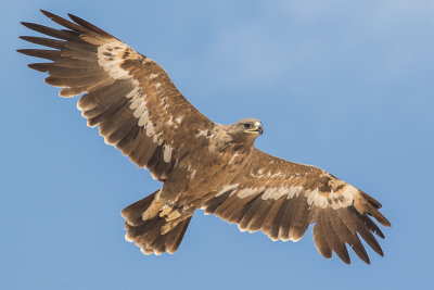 Steppe eagle (Aquila nipalensis)