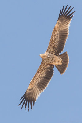 Eastern imperial eagle (Aquila heliaca) 