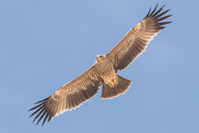 Eastern imperial eagle (Aquila heliaca) 