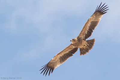 Eastern imperial eagle (Aquila heliaca) 