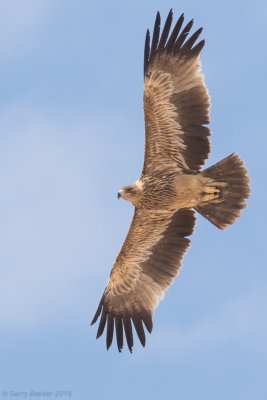 Eastern imperial eagle (Aquila heliaca) 