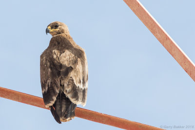 Steppe eagle (Aquila nipalensis)