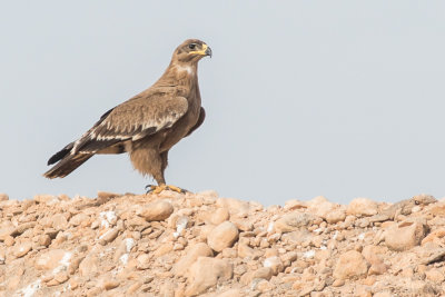 Steppe eagle (Aquila nipalensis)