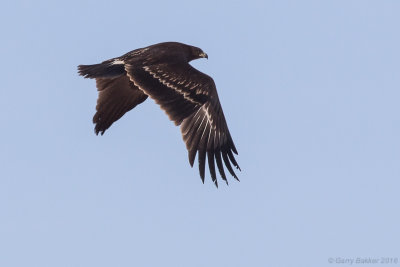 Greater spotted eagle (Clanga clanga)