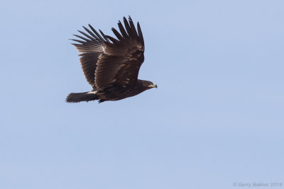 Greater spotted eagle (Clanga clanga)