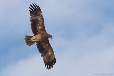 Eastern imperial eagle (Aquila heliaca) 