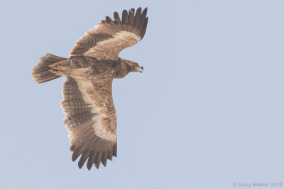 Steppe eagle (Aquila nipalensis)