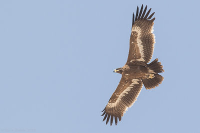 Steppe eagle (Aquila nipalensis)