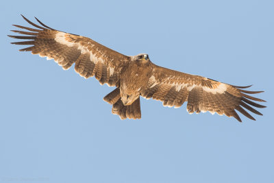 Steppe eagle (Aquila nipalensis)