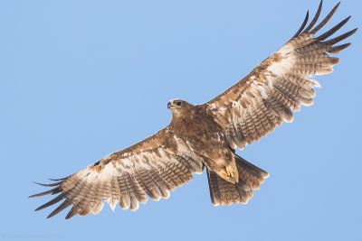 Steppe eagle (Aquila nipalensis)