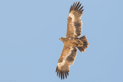 Steppe eagle (Aquila nipalensis)