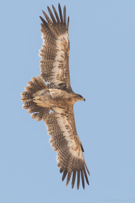 Steppe eagle (Aquila nipalensis)