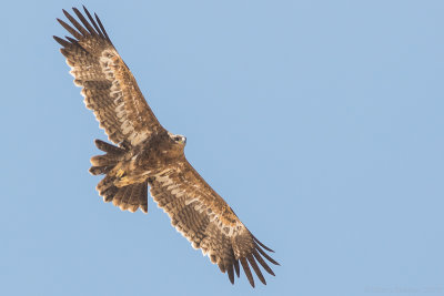 Steppe eagle (Aquila nipalensis)