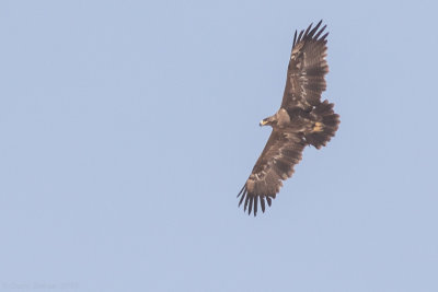 Steppe eagle (Aquila nipalensis)