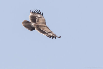 Steppe eagle (Aquila nipalensis)