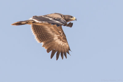 Steppe eagle (Aquila nipalensis)