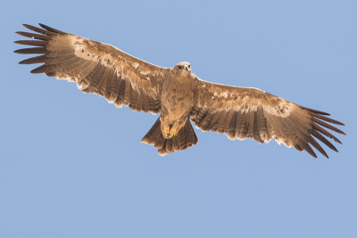 Steppe eagle (Aquila nipalensis)