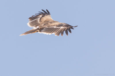 Steppe eagle (Aquila nipalensis)