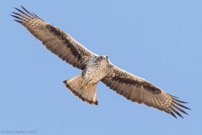 Bonelli's eagle (Aquila fasciata)