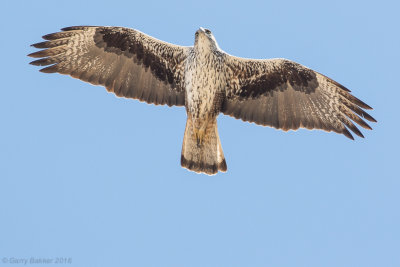 Bonelli's eagle (Aquila fasciata)