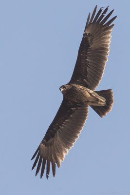 Raptors of Oman