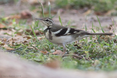 Forest Wagtail (Dendronanthus indicus)