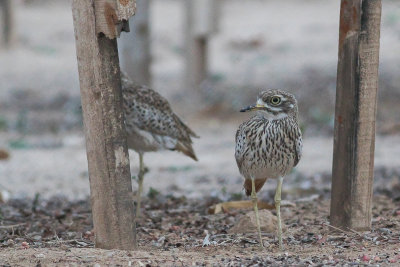 Spotted Thick-knee (Burhinus capensis) 
