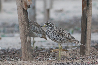 Spotted Thick-knee (Burhinus capensis) 