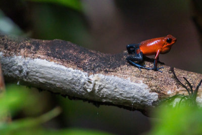 Strawberry Poison-dart Frog - Oophaga pumilio