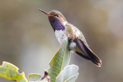 Volcano Hummingbird - Selasphorus flammula