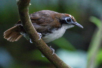 Bicolored Antbird -  Gymnopithys bicolor