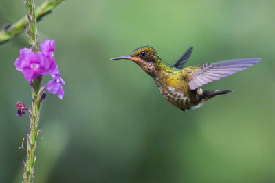 Black-crested Coquette - Lophornis helenae