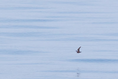 Black Storm-Petrel - Oceanodroma melania