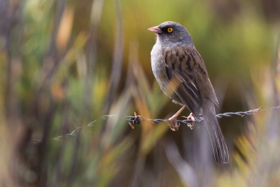 Volcano Junco - Junco vulcani