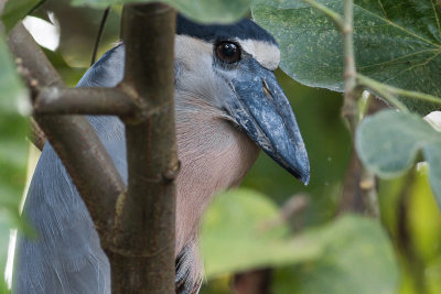 Boat-billed Heron - Cochlearius cochlearius