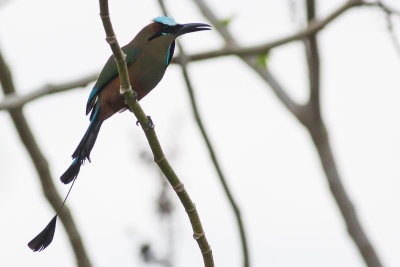 Turquoise-browed Motmot - Eumomota superciliosa