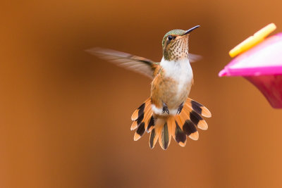 Scintillant Hummingbird - Selasphorus scintilla