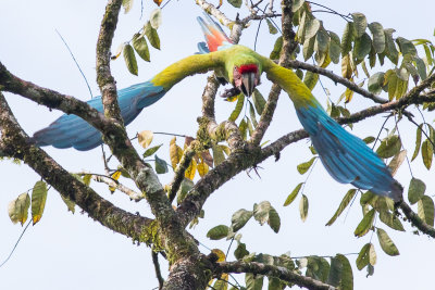 Great Green Macaw - Ara ambiguus