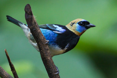 Golden-hooded Tanager - Tangara larvata