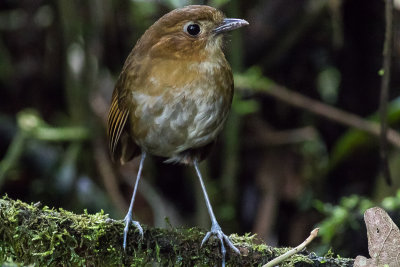 Brown-banded Antpitta