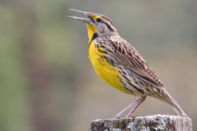 Eastern Meadow-Lark