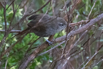 Perij Thistletail 