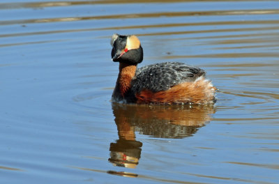 Horned Grebe